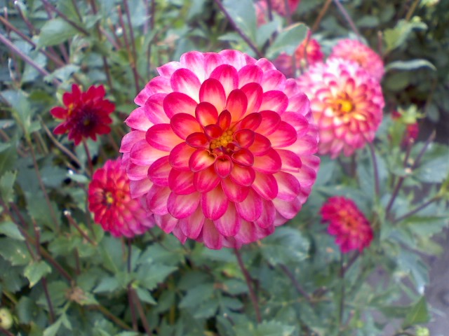 dahlia